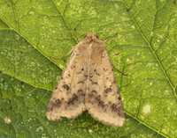 73.076 BF2400 Scarce Bordered Straw Helicoverpa armigera