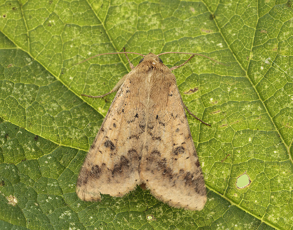 73.076 BF2400 Scarce Bordered Straw Helicoverpa armigera