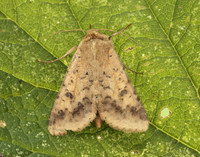 73.076 BF2400 Scarce Bordered Straw Helicoverpa armigera
