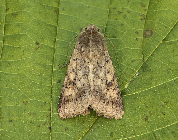73.076 BF2400 Scarce Bordered Straw Helicoverpa armigera