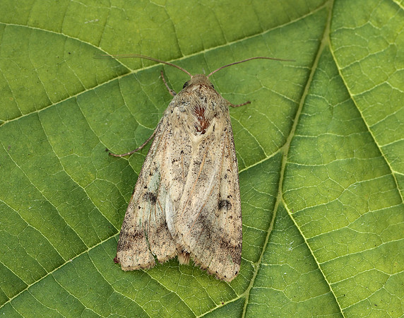 73.076 BF2400 Scarce Bordered Straw Helicoverpa armigera