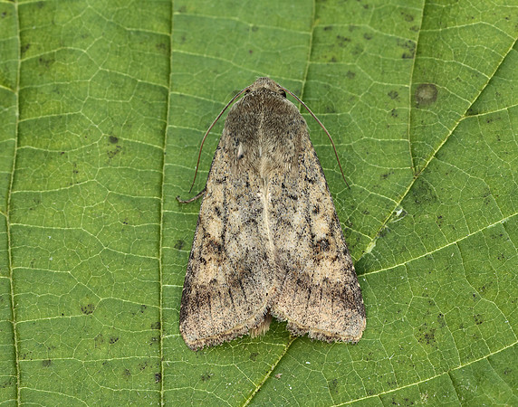73.076 BF2400 Scarce Bordered Straw Helicoverpa armigera