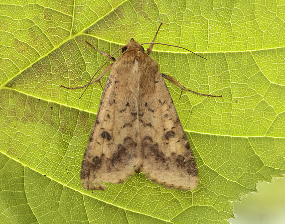 73.076 BF2400 Scarce Bordered Straw Helicoverpa armigera