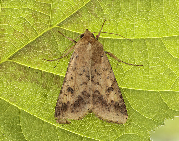 73.076 BF2400 Scarce Bordered Straw Helicoverpa armigera