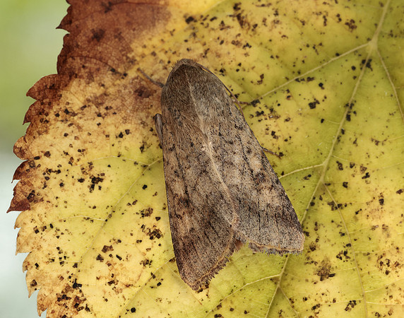 73.076 BF2400 Scarce Bordered Straw Helicoverpa armigera