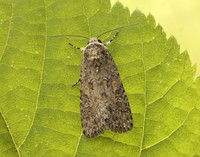73.087 BF2385 Small Mottled Willow Spodoptera exigua