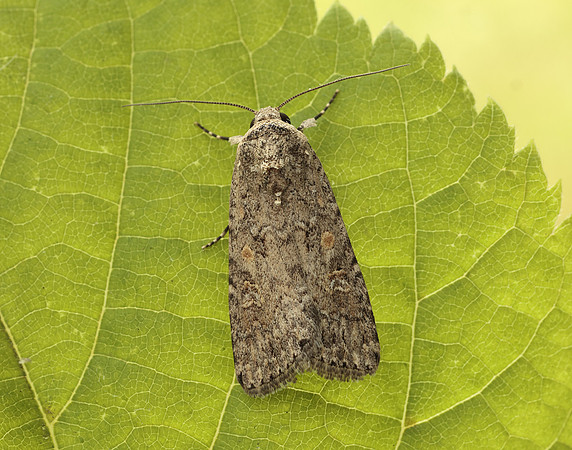 73.087 BF2385 Small Mottled Willow Spodoptera exigua