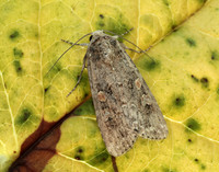 73.087 BF2385 Small Mottled Willow Spodoptera exigua