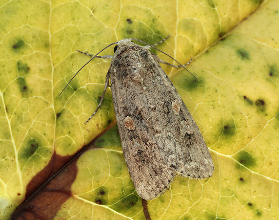 73.087 BF2385 Small Mottled Willow Spodoptera exigua
