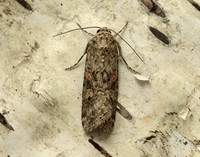 73.087 BF2385 Small Mottled Willow Spodoptera exigua