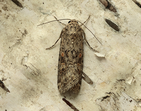 73.087 BF2385 Small Mottled Willow Spodoptera exigua