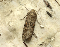 73.087 BF2385 Small Mottled Willow Spodoptera exigua