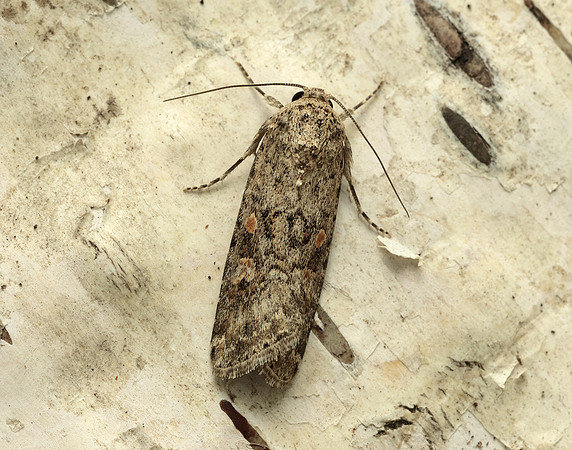 73.087 BF2385 Small Mottled Willow Spodoptera exigua
