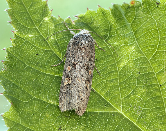 73.087 BF2385 Small Mottled Willow Spodoptera exigua