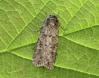73.087 BF2385 Small Mottled Willow Spodoptera exigua