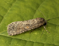 73.087 BF2385 Small Mottled Willow Spodoptera exigua