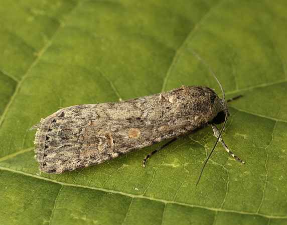 73.087 BF2385 Small Mottled Willow Spodoptera exigua