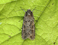 73.087 BF2385 Small Mottled Willow Spodoptera exigua
