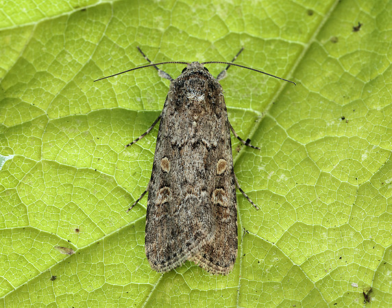 73.087 BF2385 Small Mottled Willow Spodoptera exigua
