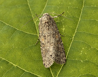 73.087 BF2385 Small Mottled Willow Spodoptera exigua