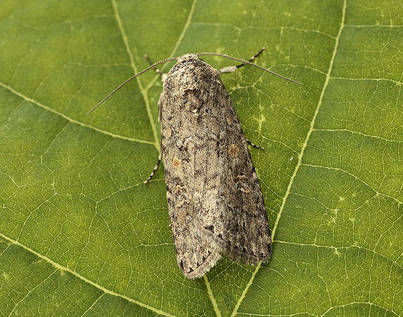 73.087 BF2385 Small Mottled Willow Spodoptera exigua