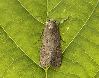 73.087 BF2385 Small Mottled Willow Spodoptera exigua