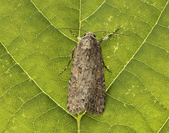 73.087 BF2385 Small Mottled Willow Spodoptera exigua