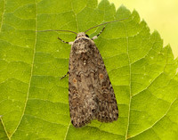 73.087 BF2385 Small Mottled Willow Spodoptera exigua
