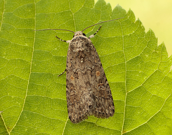73.087 BF2385 Small Mottled Willow Spodoptera exigua