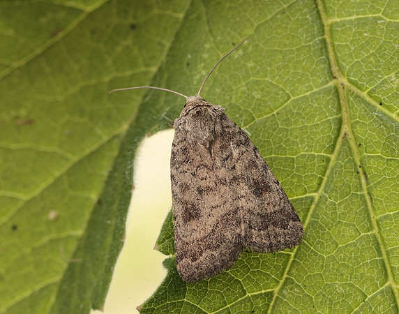 73.092 BF2387 Mottled Rustic Caradrina morpheus