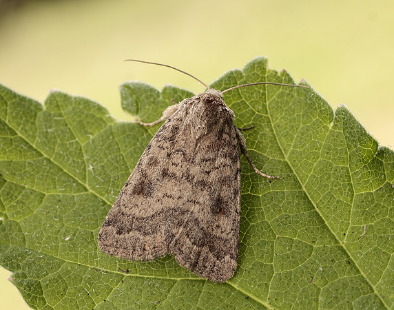 73.092 BF2387 Mottled Rustic Caradrina morpheus