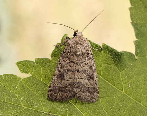 73.092 BF2387 Mottled Rustic Caradrina morpheus
