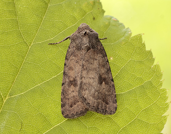 73.092 BF2387 Mottled Rustic Caradrina morpheus