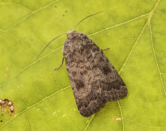 73.092 BF2387 Mottled Rustic Caradrina morpheus