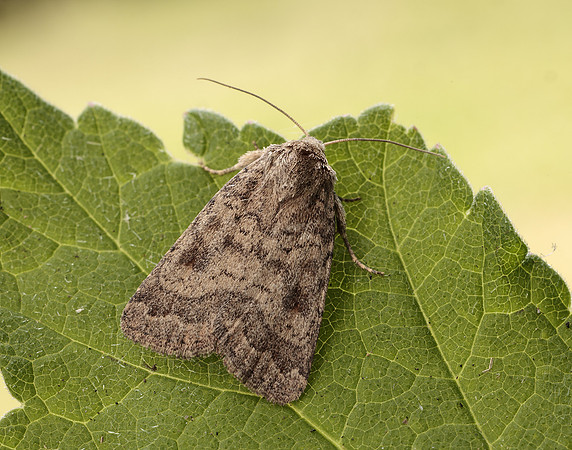 73.092 BF2387 Mottled Rustic Caradrina morpheus