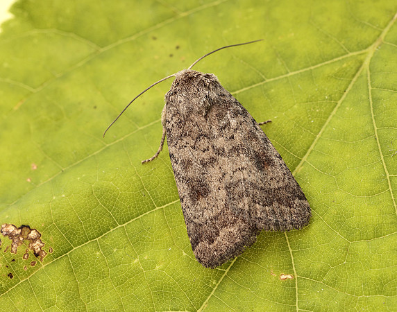 73.092 BF2387 Mottled Rustic Caradrina morpheus