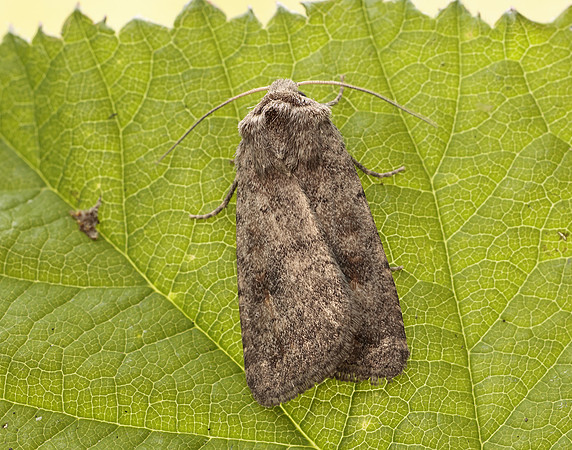 73.092 BF2387 Mottled Rustic Caradrina morpheus