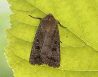 73.097 BF2382 Rustic Hoplodrina blanda
