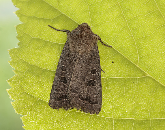 73.097 BF2382  Rustic Hoplodrina blanda