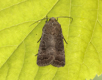 73.097 BF2382 Rustic Hoplodrina blanda