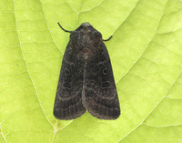 73.097 BF2382 Rustic Hoplodrina blanda