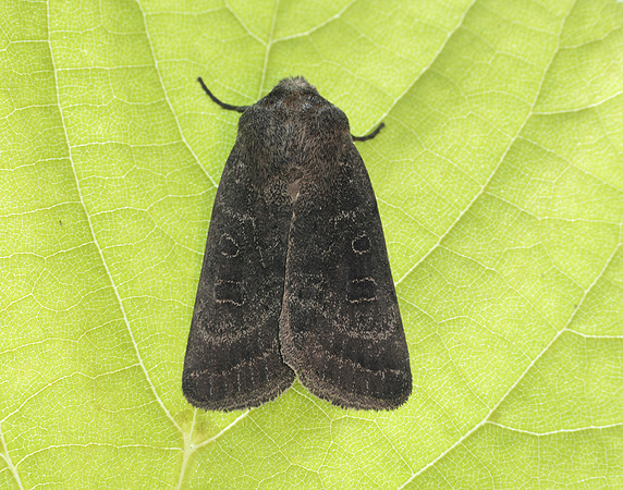73.097 BF2382  Rustic Hoplodrina blanda