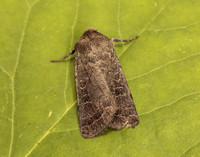 73.097 BF2382 Rustic Hoplodrina blanda