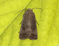 73.097 BF2382 Rustic Hoplodrina blanda