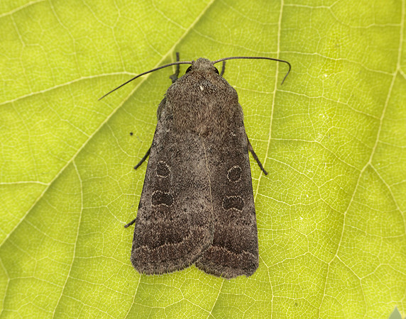 73.097 BF2382  Rustic Hoplodrina blanda