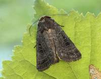 73.097 BF2382 Rustic Hoplodrina blanda
