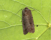 73.097 BF2382  Rustic Hoplodrina blanda