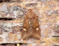 73.127 BF2357 Large Ear Amphipoea lucens gendet