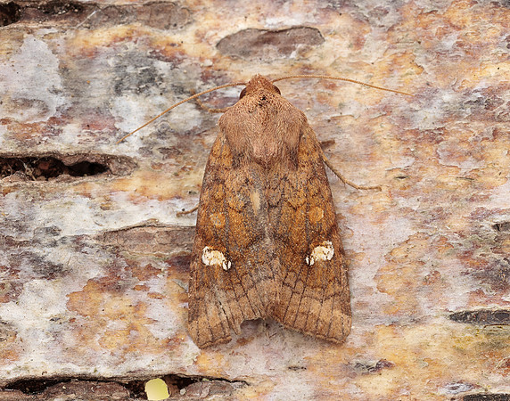 73.127 BF2357 Large Ear Amphipoea lucens gendet