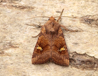73.127 BF2357 Large Ear Amphipoea lucens gendet